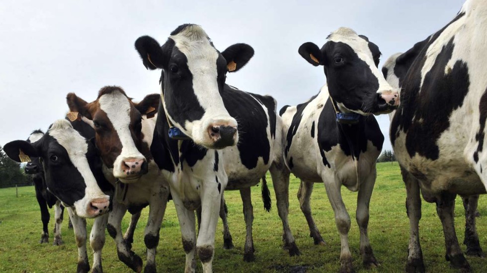 China dairy Huishan pledges 40,000 cows as collateral for 750m yuan