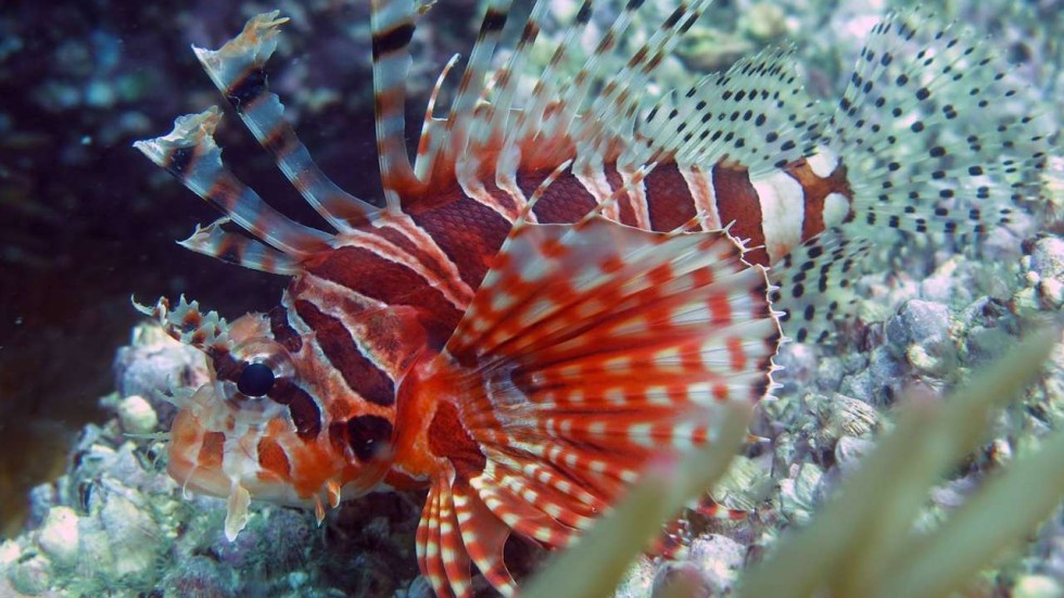 Under the sea: species flourish in Hong Kong waters, study reveals ...