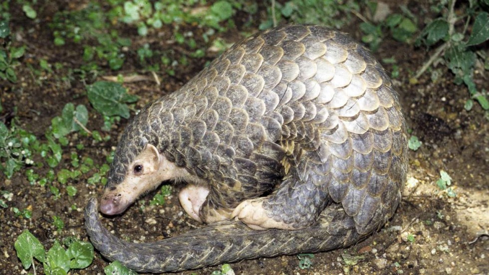 Chinese business owner and his chef charged with serving pangolin at