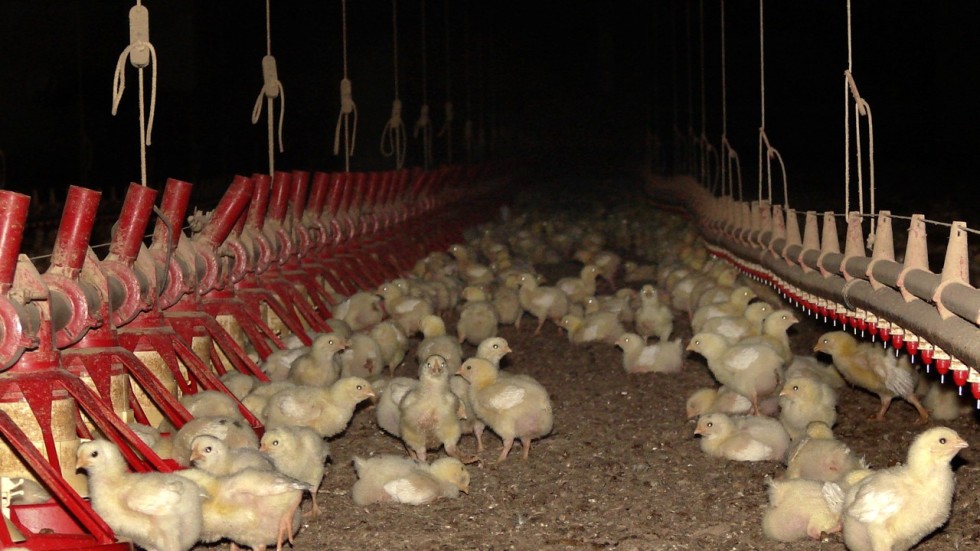 killing chickens essay killing chickens essay