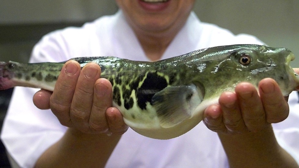 japanese fugu
