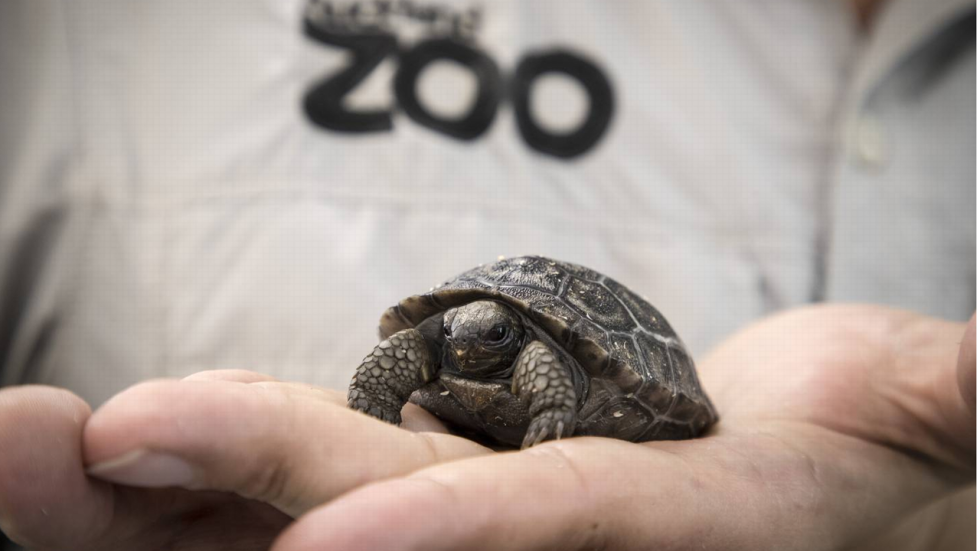 New Zealand's Auckland Zoo welcomes first ever Galapagos ...