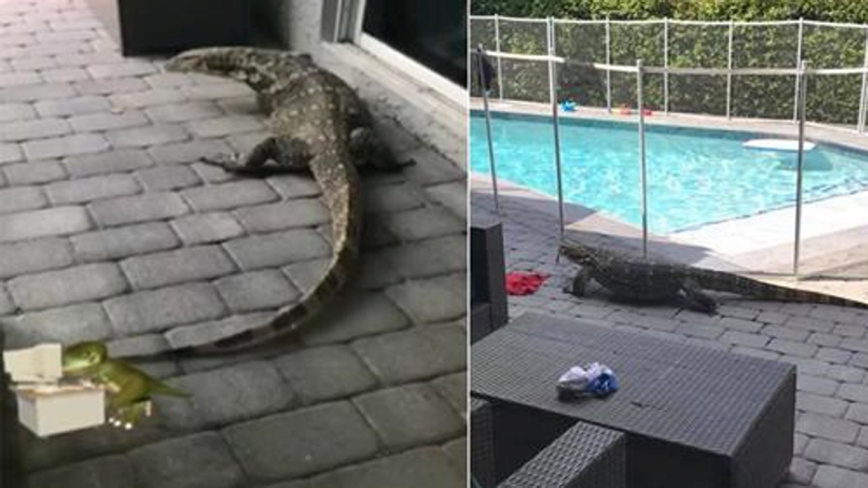 An alligatorsized monitor lizard is terrorising a Florida family with