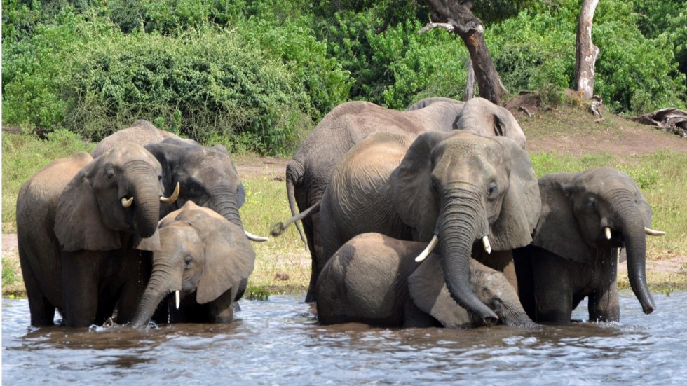 mass poaching massacre nearly 100 elephants slaughtered for ivory