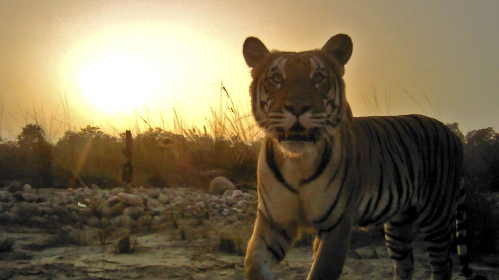 nepal uses thousands of cameras to track wild tigers and finds their