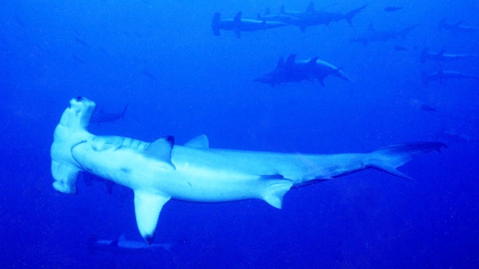 Dive with hammerhead sharks in the crystalclear waters of Yonaguni