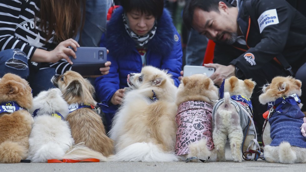 As a pet-loving city, Hong Kong should step up efforts against animal