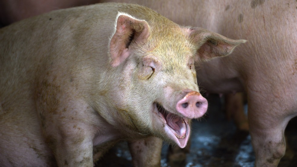 Pig Cage is a Chinese grindcore band with a difference: its lead singer is a pig. Photo: AFP