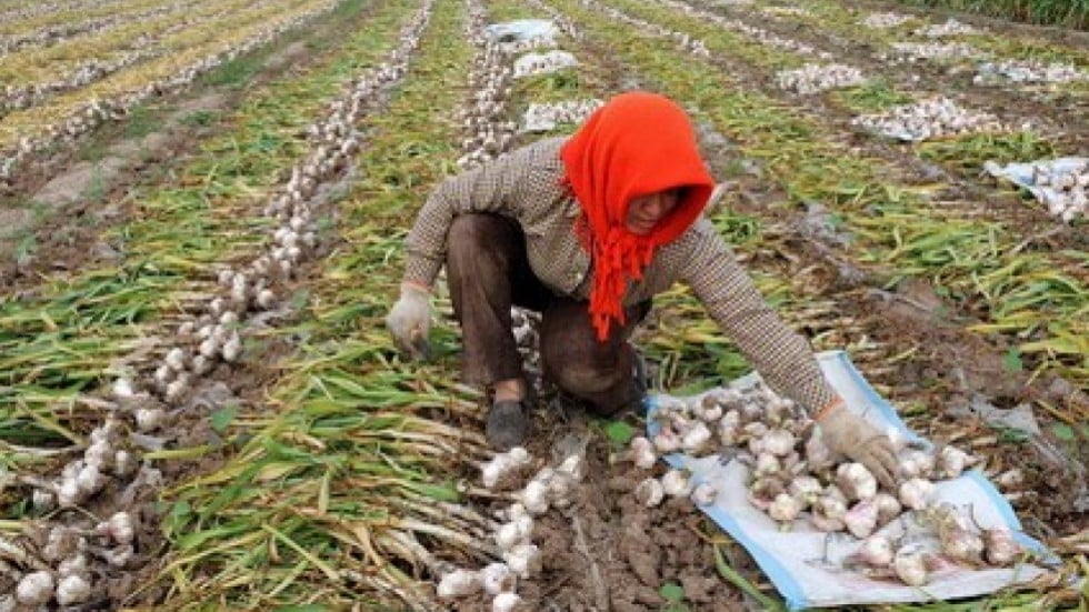 USChina garlic fight a stinker with claims of racketeering and prison