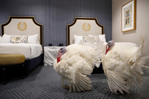 Two turkeys, one weighing 39 pounds (18kg) named Peas, and the other, weighing 41 pounds, named Carrots, relax in a Washington hotel room in the United States after receiving a traditional pardon by the US president, which means they will live safely on a farm – and never be eaten for Thanksgiving. Photo: AP