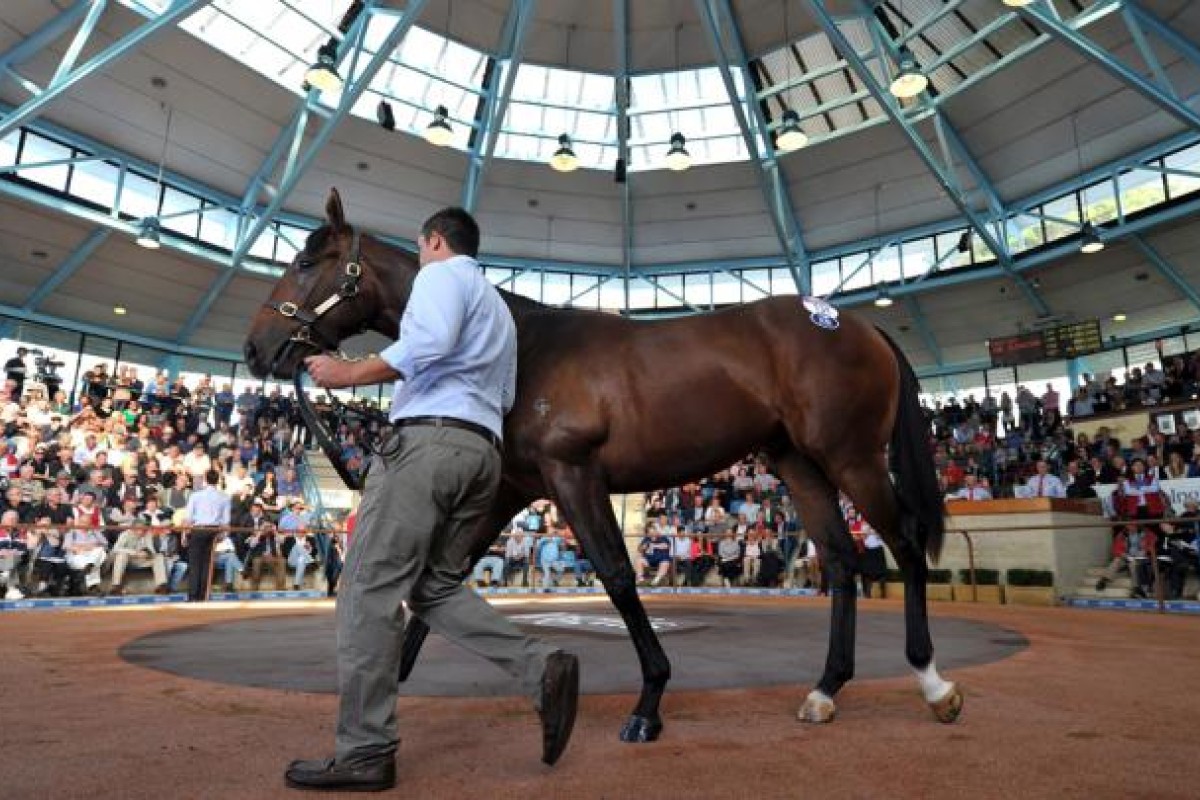 Lot 131, a yearling half-brother to Black Caviar, has sold for an record price of AUD $5 million. Photo: EPA