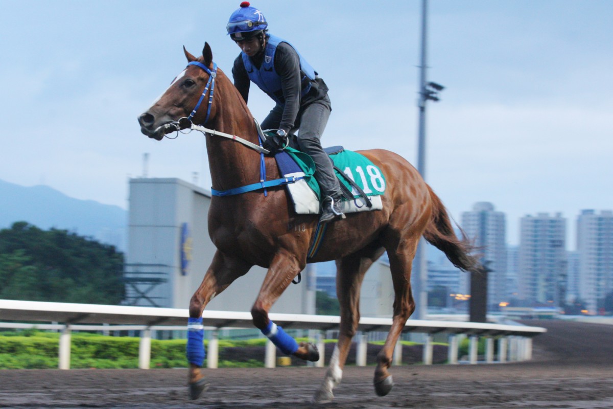 Rainbow Chic can bolster last season's Derby form further on Wednesday at Happy Valley. Photo: Kenneth Chan 