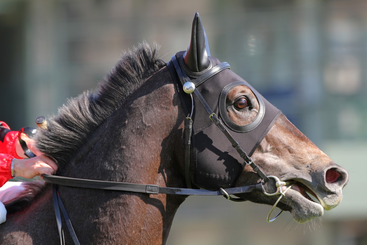 Divine Ten will start favourite for the final leg of the Triple Trio, but he is not a good banker prospect. Photo: Kenneth Chan