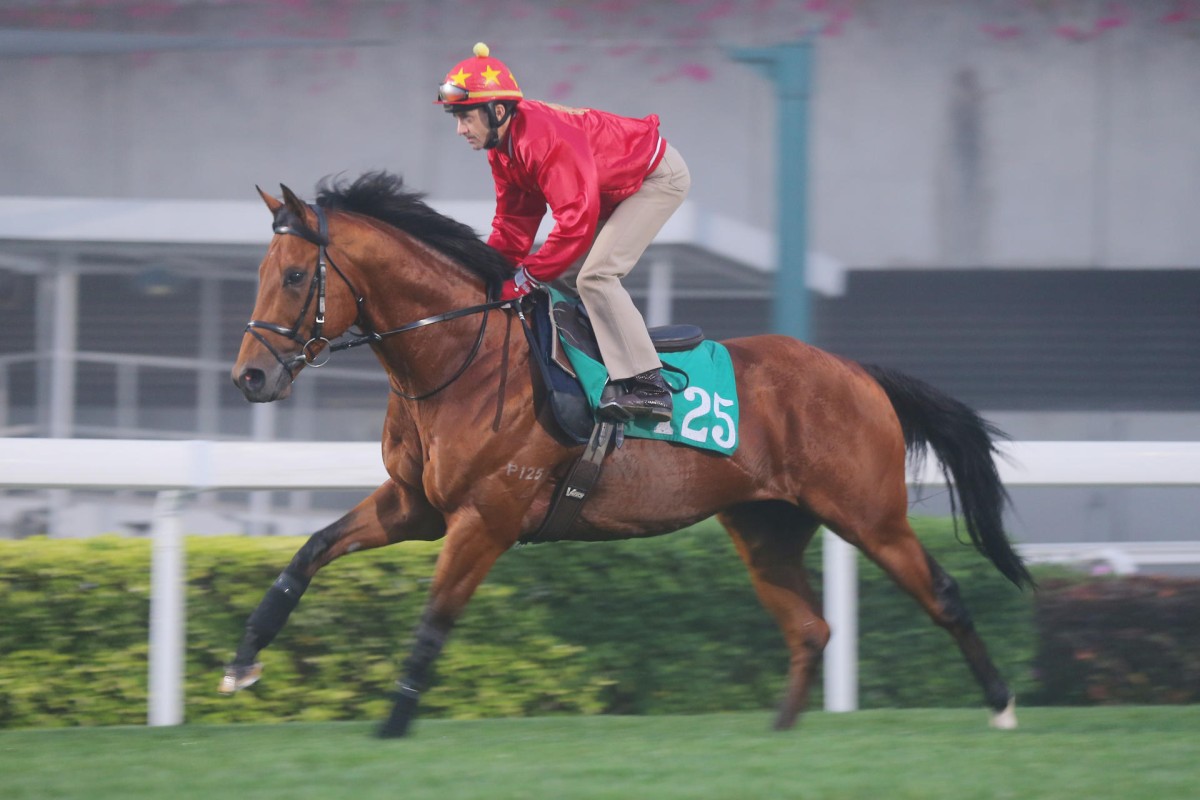 Douglas Whyte takes Akeed Mofeed for a gallop on the Sha Tin turf before his flight to Dubai. Photo: Kenneth Chan