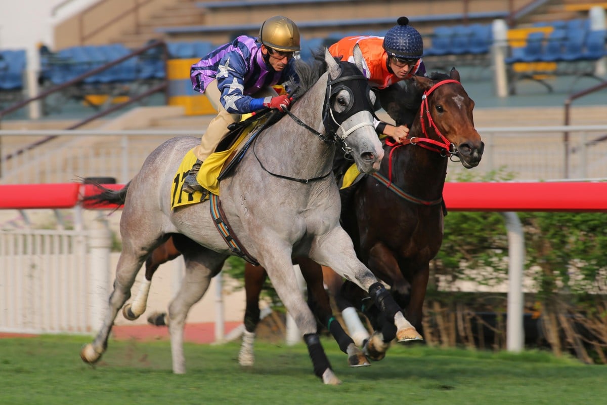 The grey Incredible Fellow (Olivier Doleuze) holds off Harbour Punk (Tye Angland) on Tuesday. Harbour Punk was under a hold and looks one to follow. Photos: Kenneth Chan