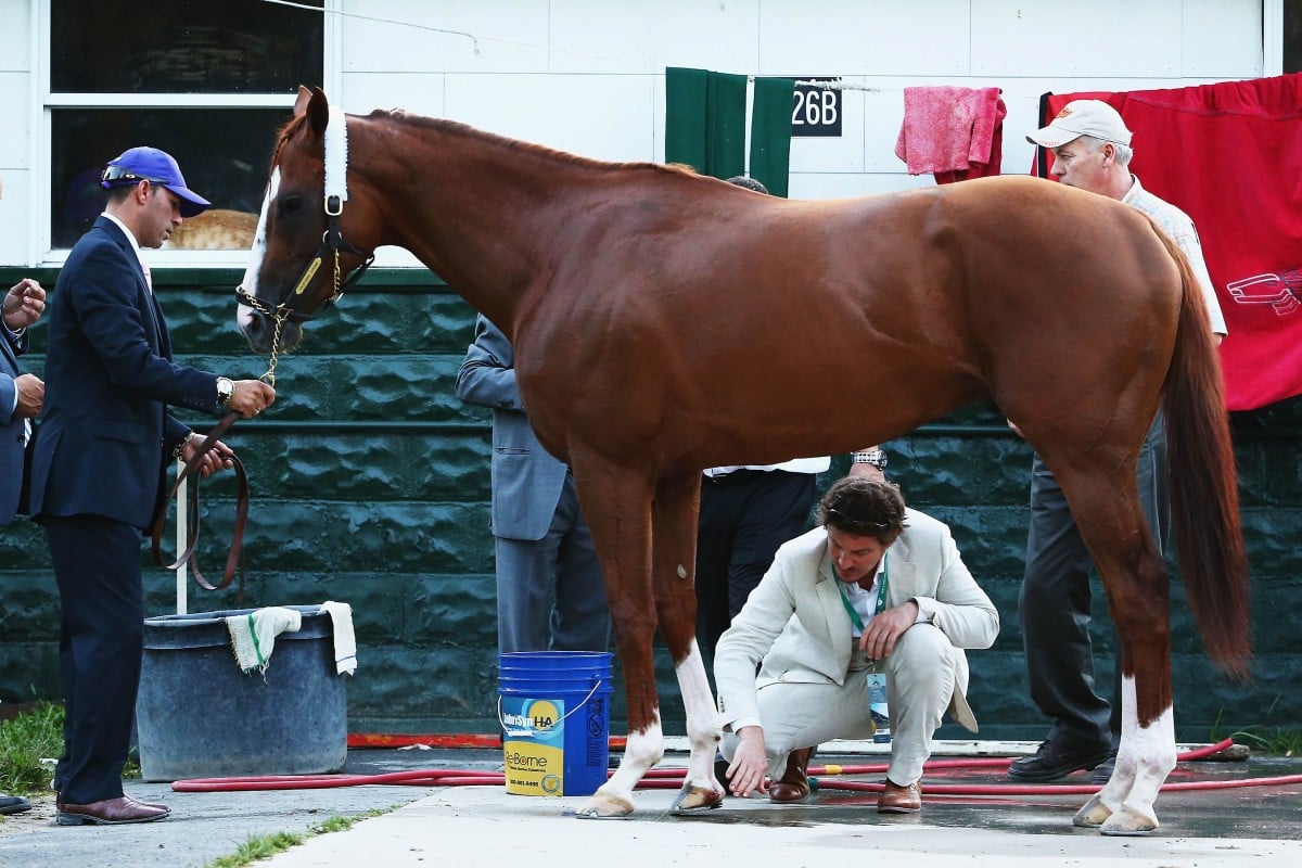 An injury to California Chrome's right front hoof is tended to in the barn after the colt dead-heated for fourth in the Belmont Stakes. Photo: AFP