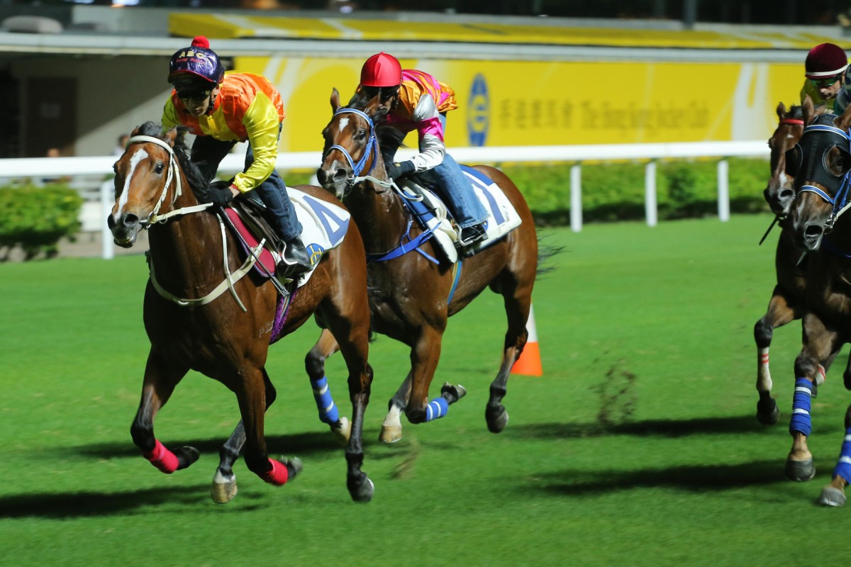 California Bounty wins a trial at Happy Valley on Friday night as the track prepares for its first meeting since June next Sunday. Photos: Kenneth Chan