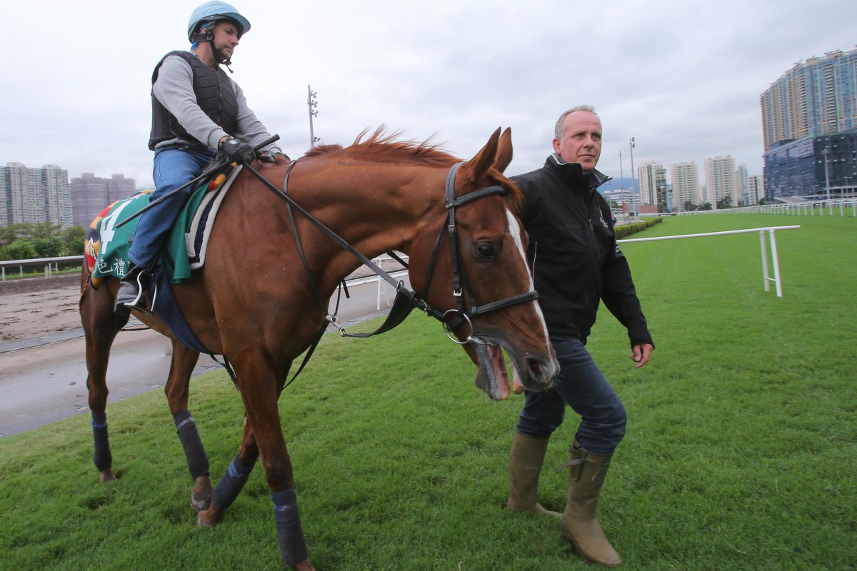 Hong Kong Vase contender Red Cadeaux is led back to the stables by Robin Trevor-Jones after a gallop on the all-weather tack labelled "nearly unusable" on Thursday. Photos: Kenneth Chan