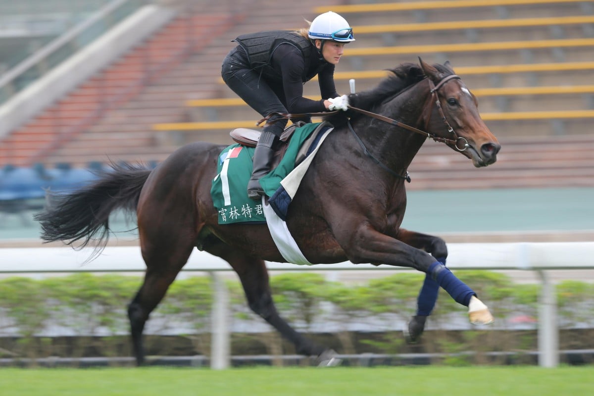 Flintshire's easy workout at Sha Tine looks very quick even to the untrained observer.     