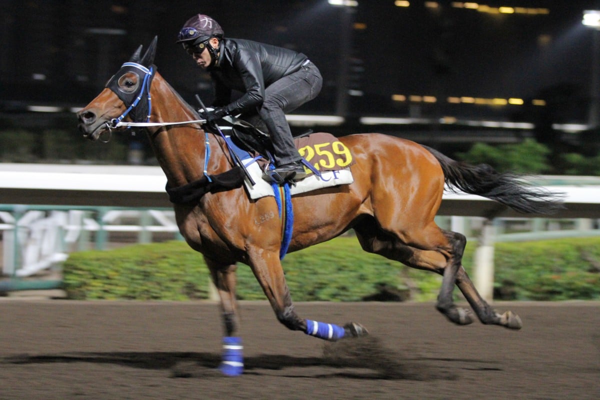 Despite his age, Lucky Nine is ready for his tiolt at Sunday's Hong Kong Sprint. Photos: Kenneth Chan 