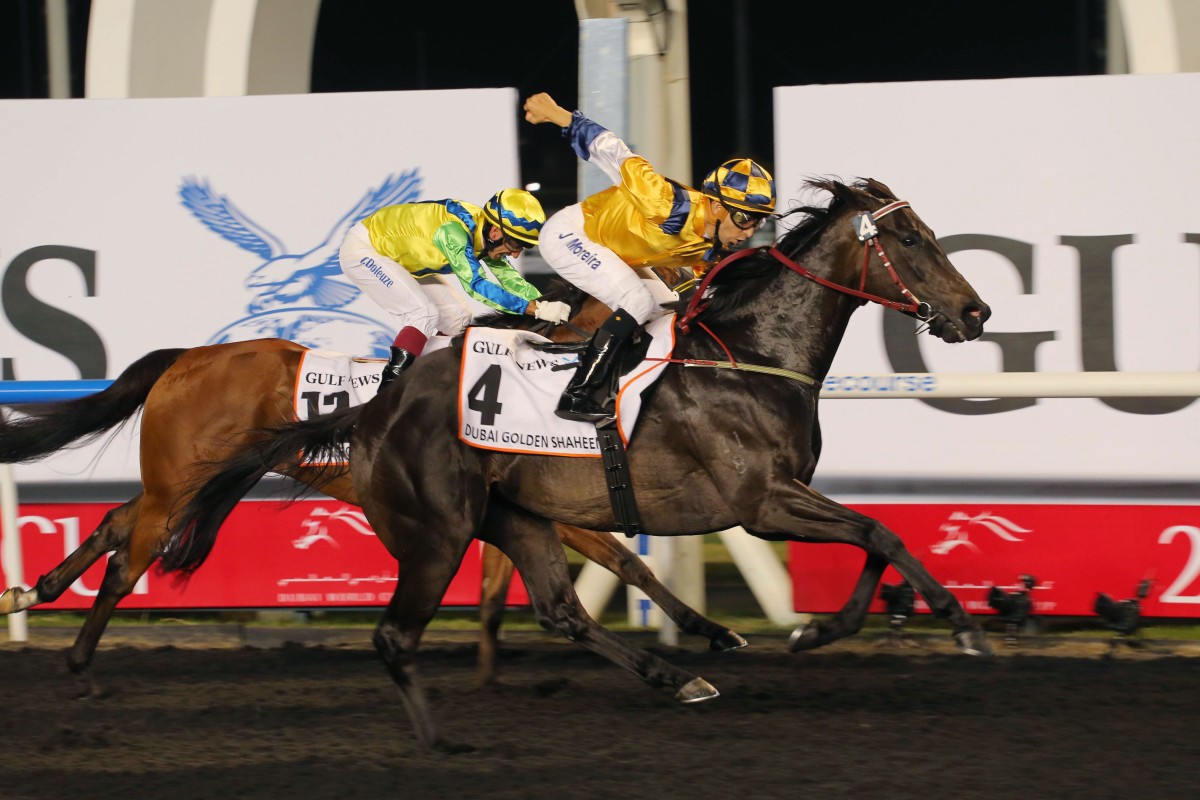 Sterling City wins the Golden Shaheen in Dubai, beating compatriot and American Grade One winner Rich Tapestry. Photo: Kenneth Chan