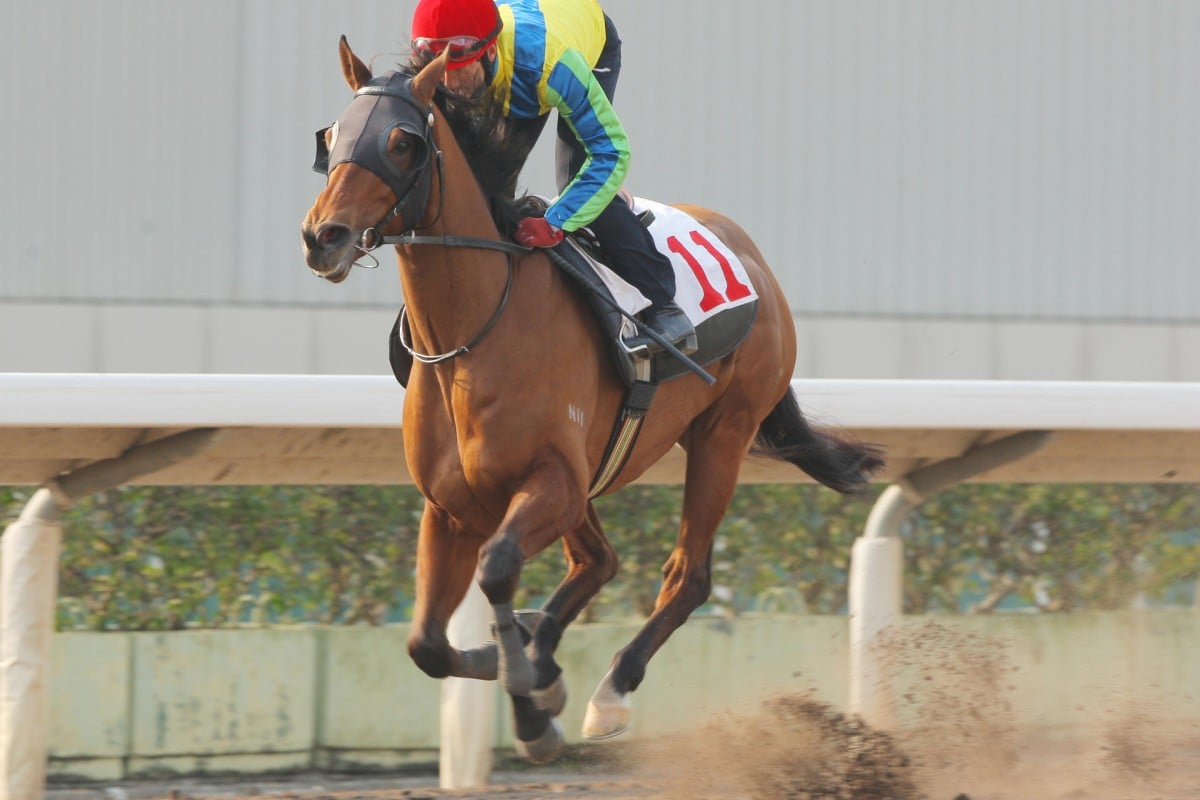 Rich Tapestry would be better off having a prep race in Dubai. Photos: Kenneth Chan