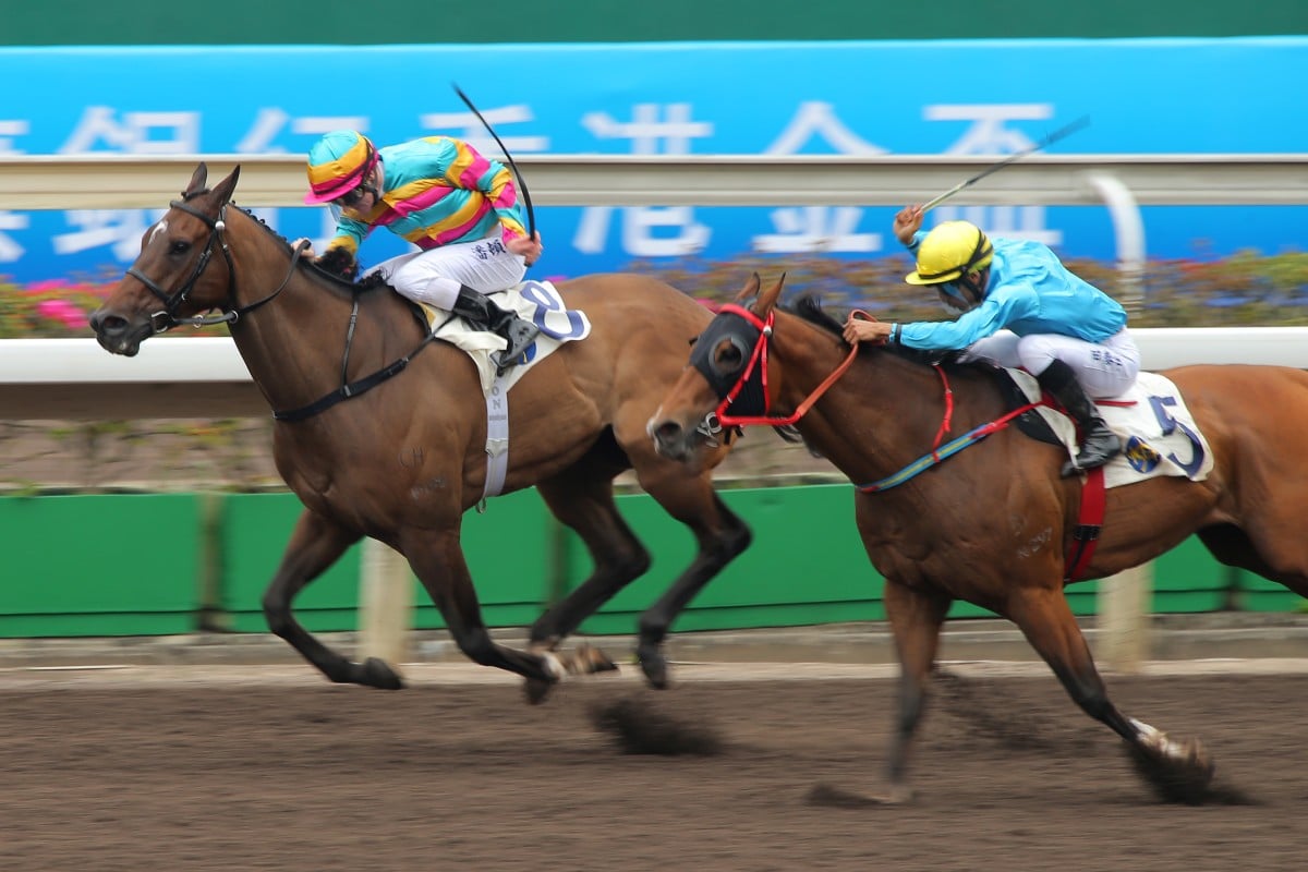 Super Jockey, with Zac Purton aboard winning a Class One over 1,200m at Sha Tin earlier this month, will fly the bauhinia flag in racing overseas, but it would not have been eligible for importation to Hong Kong if a 70 rating had been required. Photos: Kenneth Chan