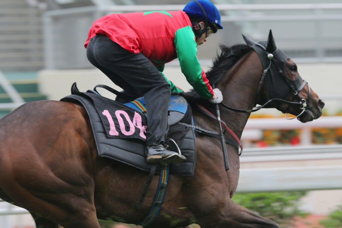 Helene Happy Star is trainer John Moore's only entry to saddle up for the BMW Hong Kong Derby. Photos: Kenneth Chan