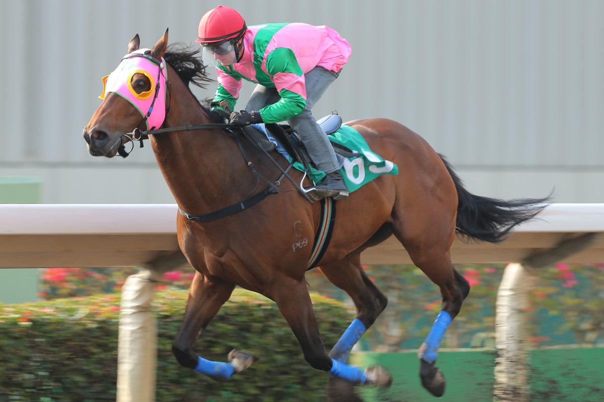Aerovelocity has drawn gate four for Sunday’s Takamatsunomiya Kinen at Chukyo Racecourse. Photo: Kenneth Chan