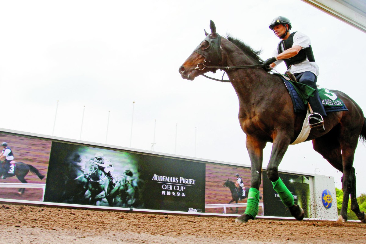 Smoking Sun's illustrious connections make up for him "jacking up" in trackwork. Photos: Kenneth Chan