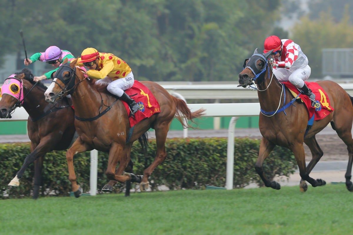 Gold-Fun drives at Aerovelocity to win the Chairman's Sprint Prize in February. Photo: Kenneth Chan