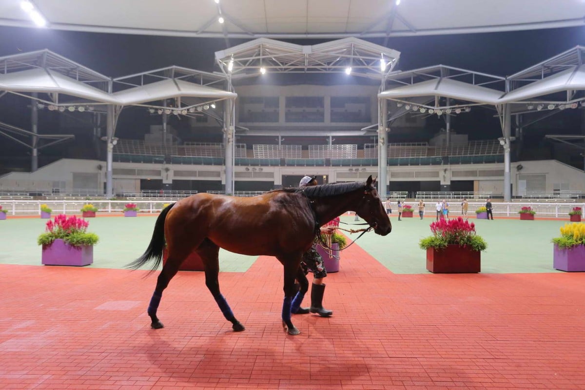 Aerovelocity gets acquainted with the Kranji parade ring as he prepares for Sunday's Krisflyer Sprint. Photo: Kenneth Chan