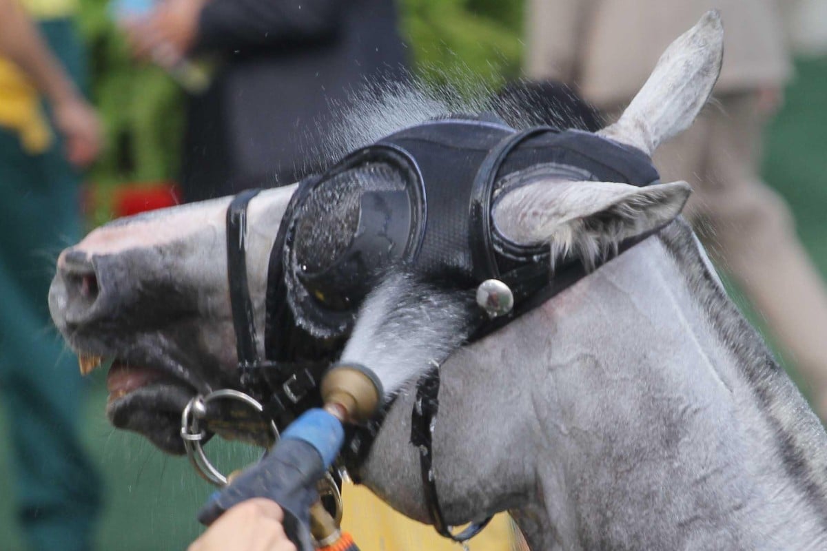 Warm-weather protocols include regular hosing down of horses after racing. Photos: Kenneth Chan