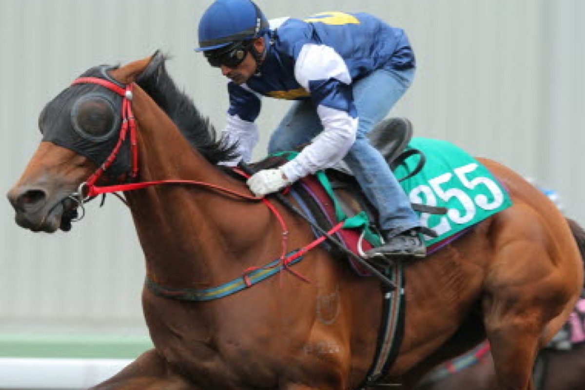 Luger ridden by Karis Teetan in a trial over 1,200 metres on the all-weather track at Sha Tin in April. The gelding can resume trackwork on September 3. Photos: Kenneth Chan