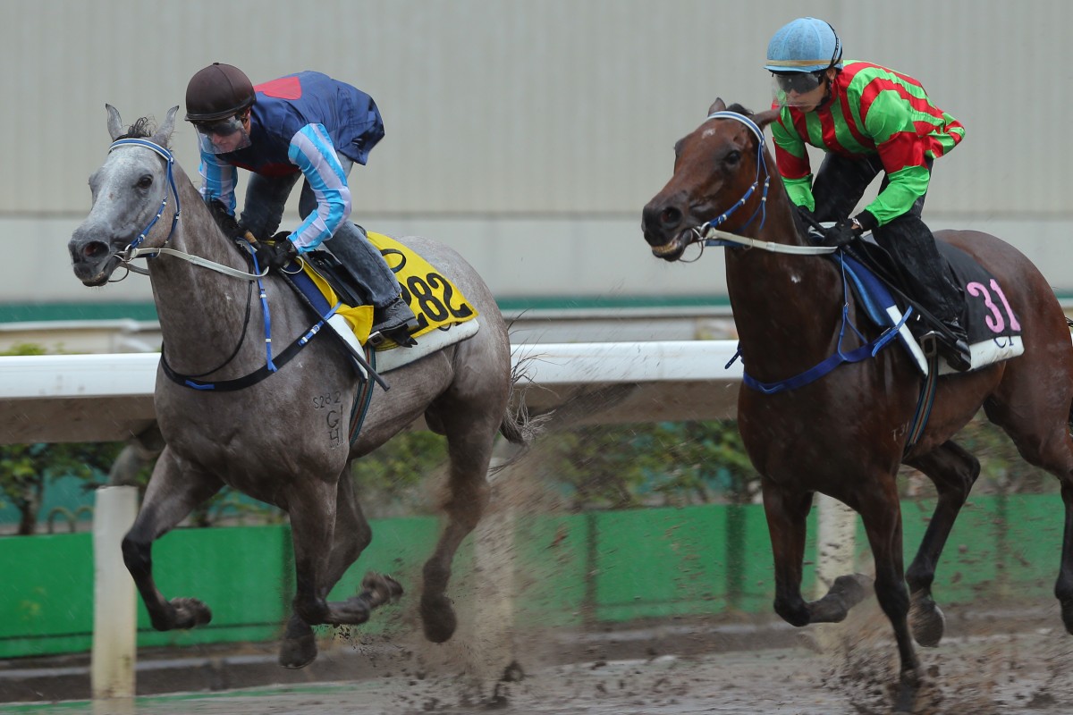Divine Calling, ridden by Zac Purton, wins a barrier trial over 1,200 metres on the all-weather track at Sha Tin yesterday, before the mishap that injured the jockey. Great Toplight is ridden by Vincent Ho Chak-yiu. Photos: Kenneth Chan