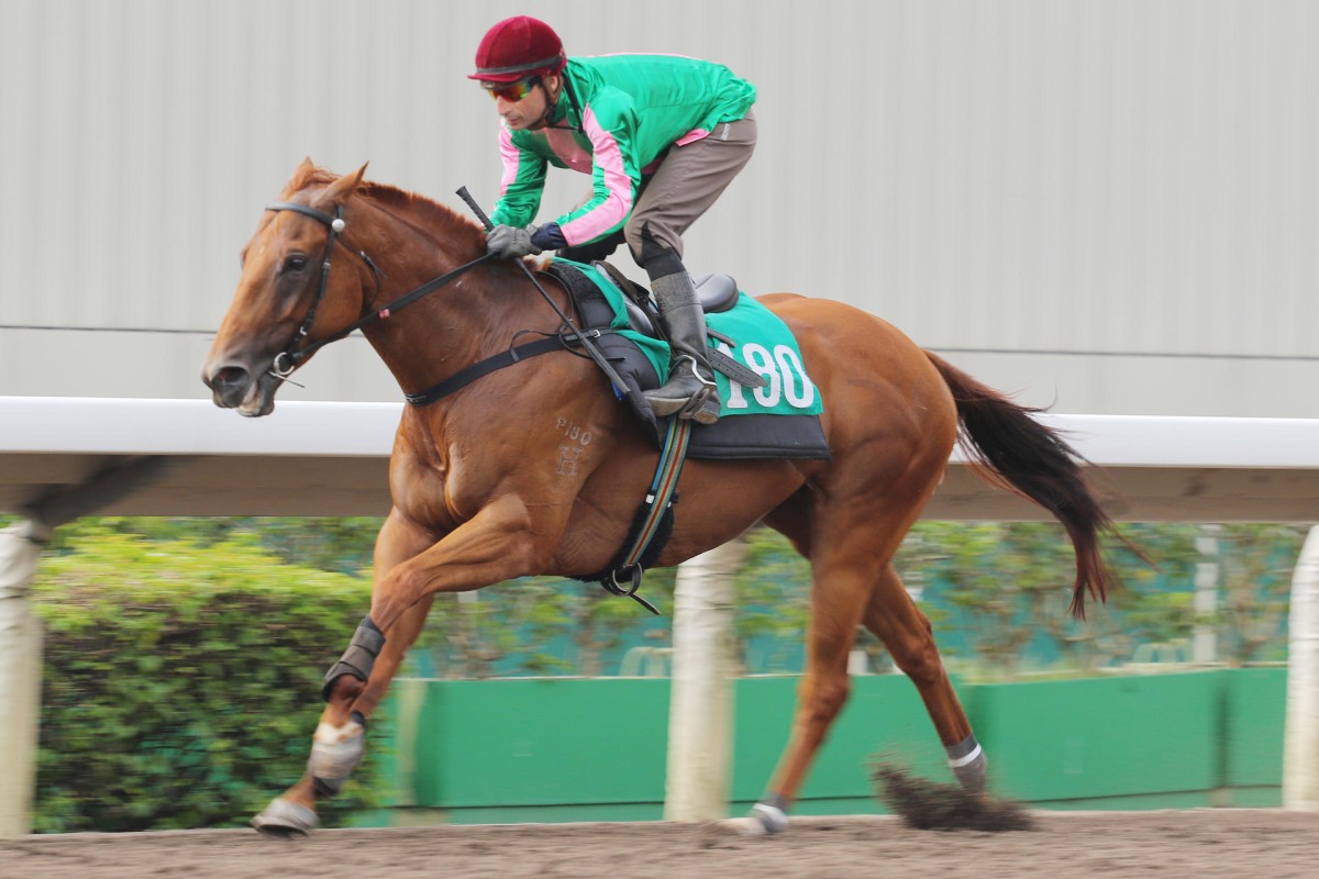 Group One placegetter Bundle Of Joy looks set to sparkle in some of the upcoming straight races.Photos: Kenneth Chan.