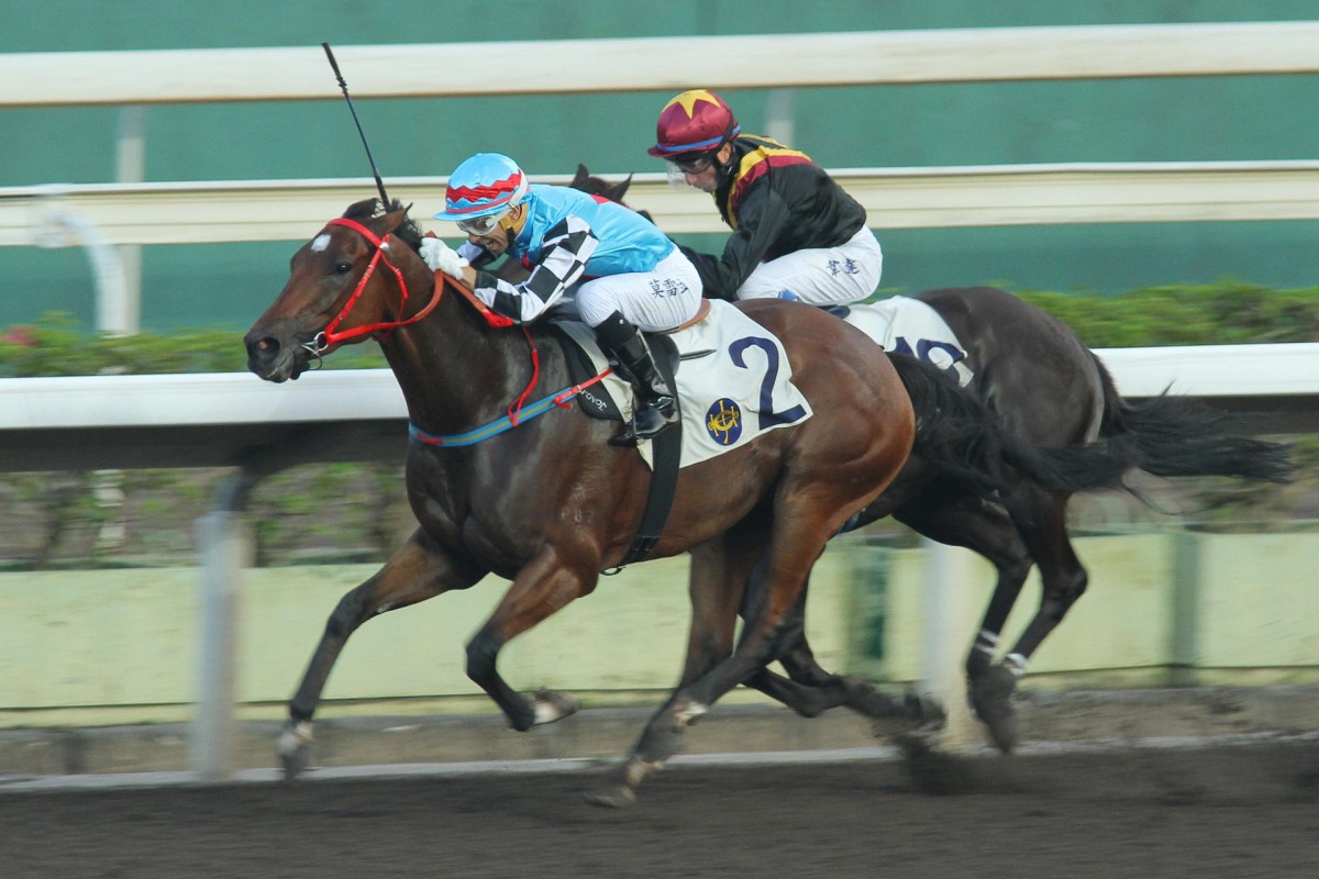 Access Years has become a dirt specialist, winning three times and placing twice on the all-weather track. He returns to the surface today after two strong turf runs. Photo: Kenneth Chan