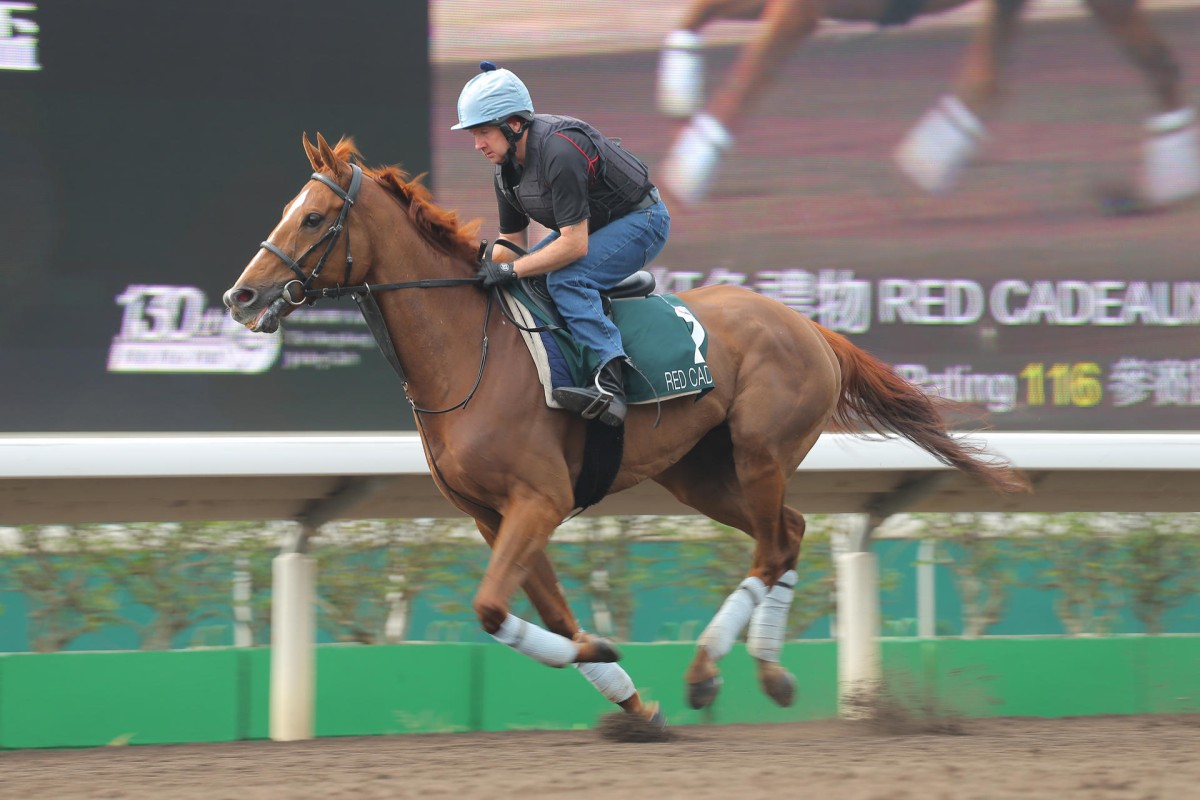 Hong Kong-owned Red Cadeaux is a three-time Melbourne Cup runner-up. Photos: Kenneth Chan