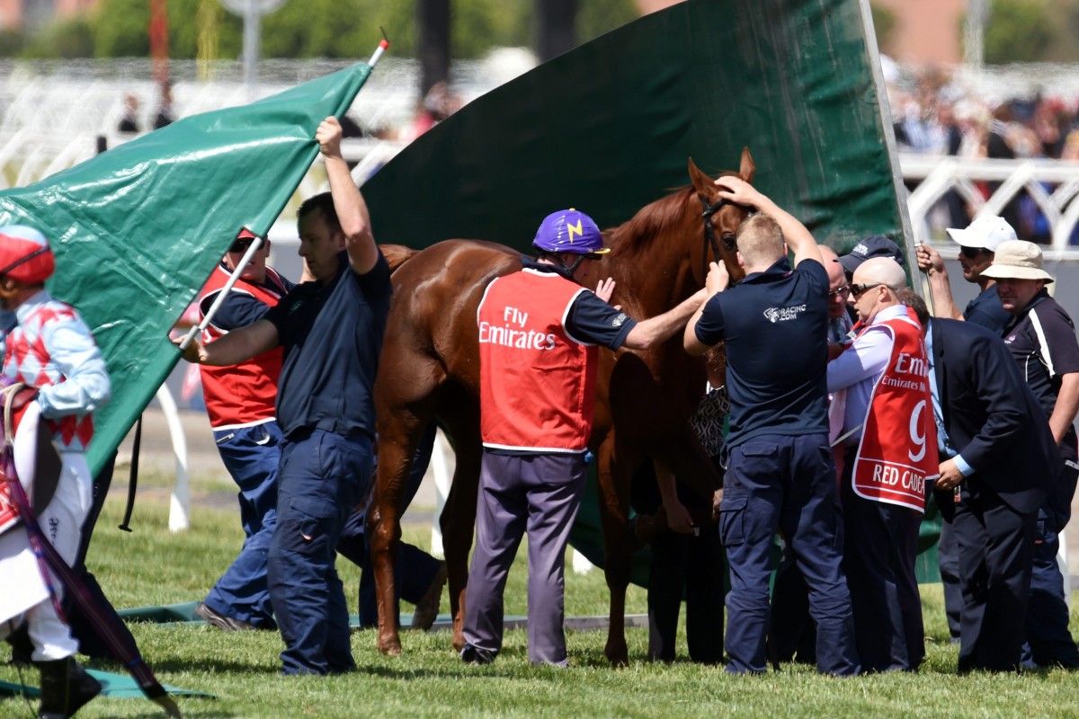 Screens go up around Hong Kong favourite Red Cadeaux as it fails to finish the Melbourne Cup at Flemington Racecourse. Photo: EPA