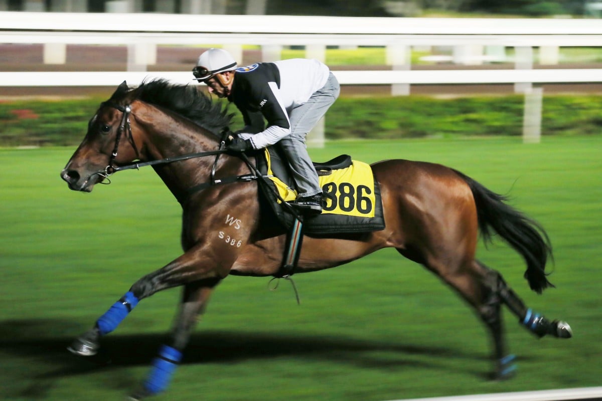 Zac Purton puts Packing Pins through his paces on Tuesday morning as the horse prepares for his biggest test in the Jockey Club Mile on Saturday. Photo: Kenneth Chan