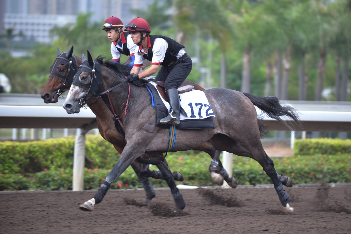 There have been plenty of imports that have caught the eye, but none has been more discussed than John Moore's grey colt Consort. Photo: Kenneth Chan