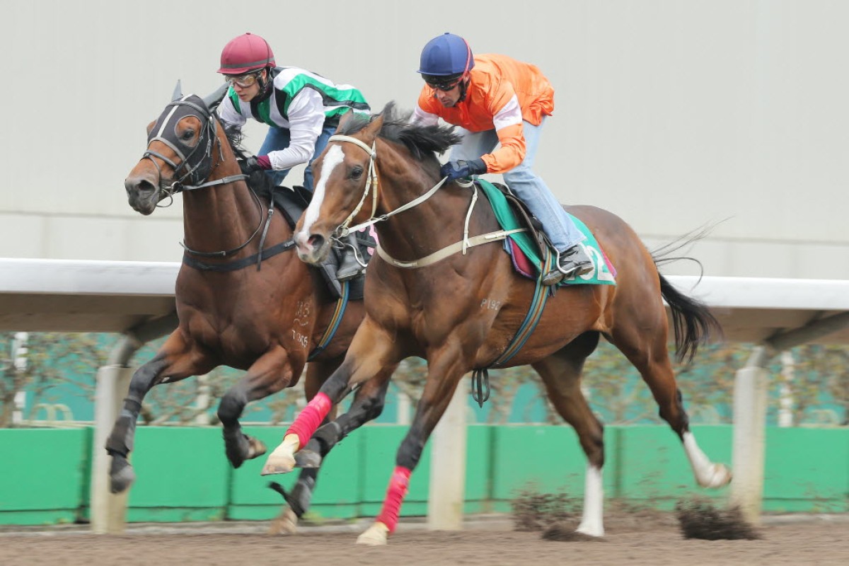 Blazing Speed (Neil Callan) edges out People's Knight (Terry Wong) to win a dirt trial as he prepares for the Hong Kong Gold Cup Sunday week. Photo: Kenneth Chan