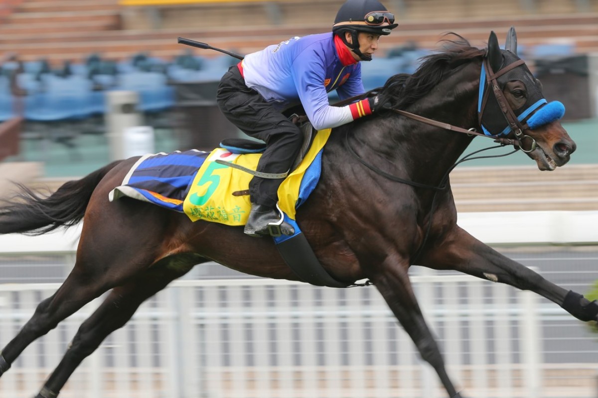 Hong Kong Sprint contender Sakura Gospel stretches out down the home straight at Sha Tin. Photos: Kenneth Chan.