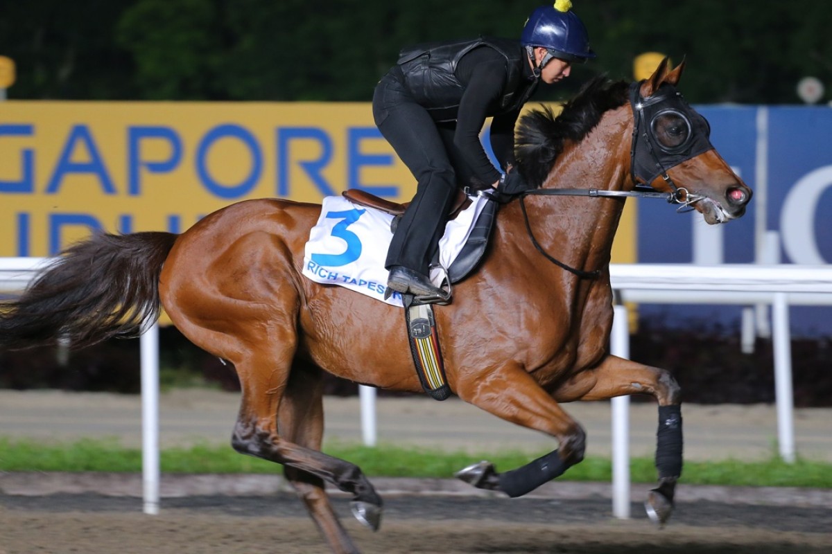 Hong Kong dirt hero Rich Tapestry, a winner in the US, could end his career in South Korea. Photo Kenneth Chan