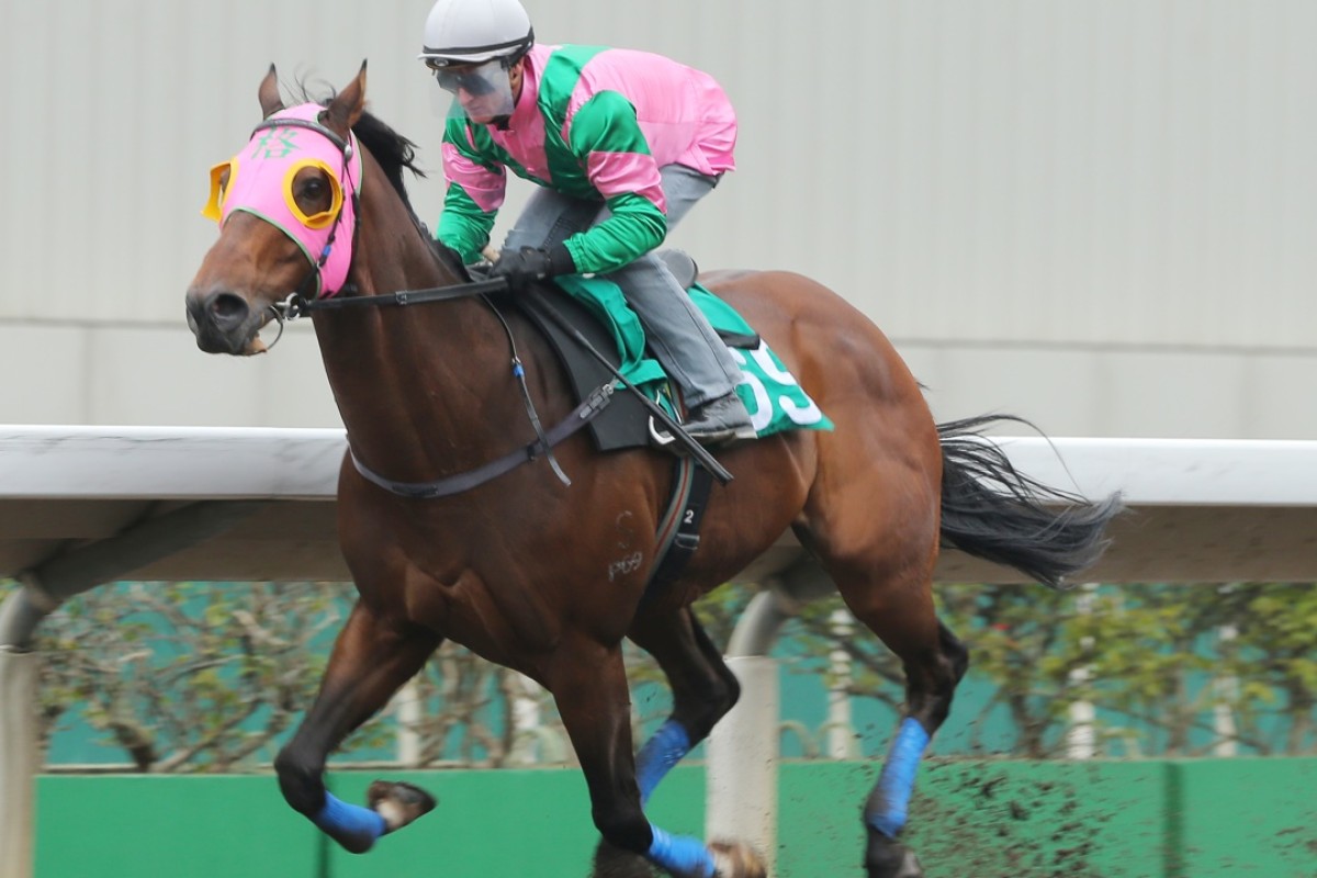 Aerovelocity, wearing an electrocardiogram (ECG) under the saddle, trials well for Zac Purton. Photos: Kenneth Chan