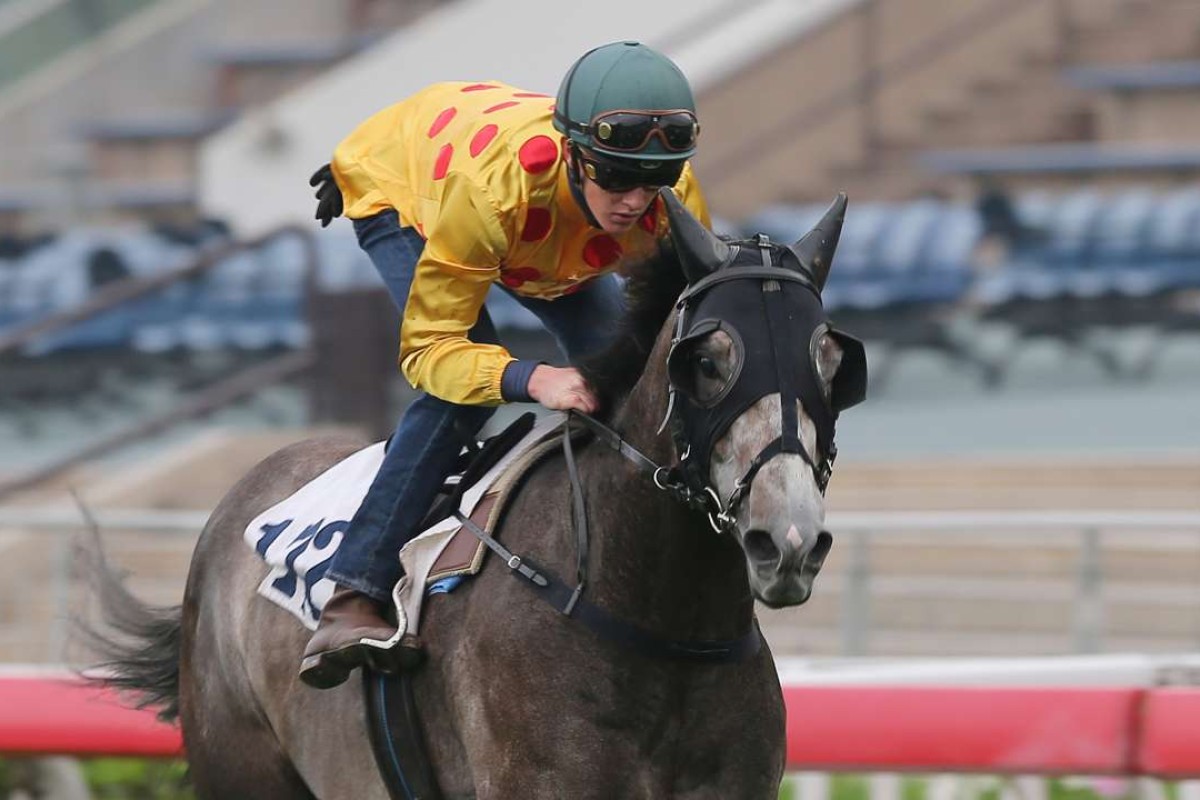 Consort, with Chad Schofield aboard, has impressed with the addition of blinkers in two recent barrier trials. Photos: Kenneth Chan