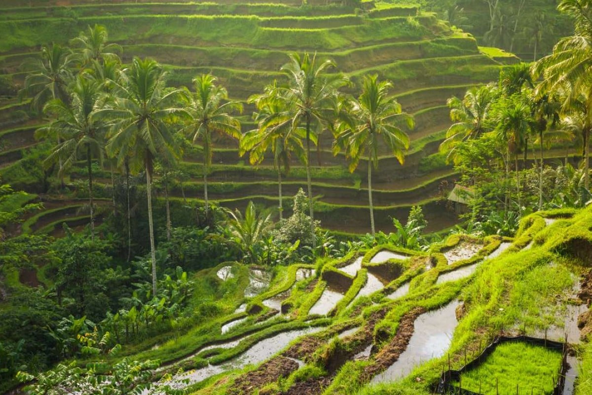 The good, bad and ugly sides to Bali | Post Magazine | South China