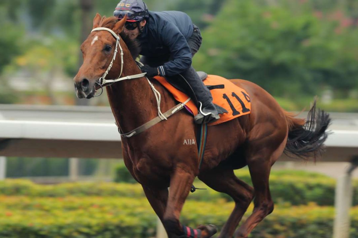 California Whip heads to the dirt for the first time on Wednesday but has shown in trackwork and trials that he enjoys the surface and has a strong dirt pedigree. Photos: Kenneth Chan