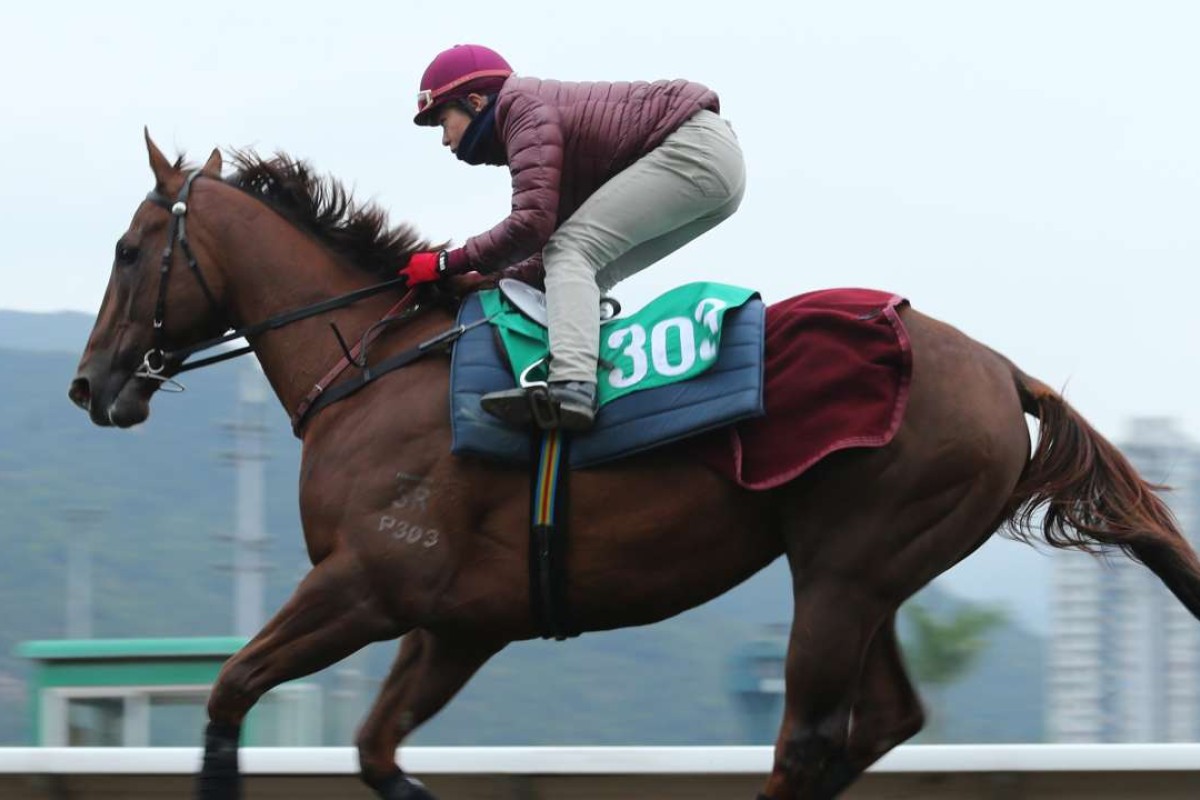 Able Friend at trackwork last month. The five-time Group One winner was found to be lame on Thursday morning. Photos: Kenneth Chan.