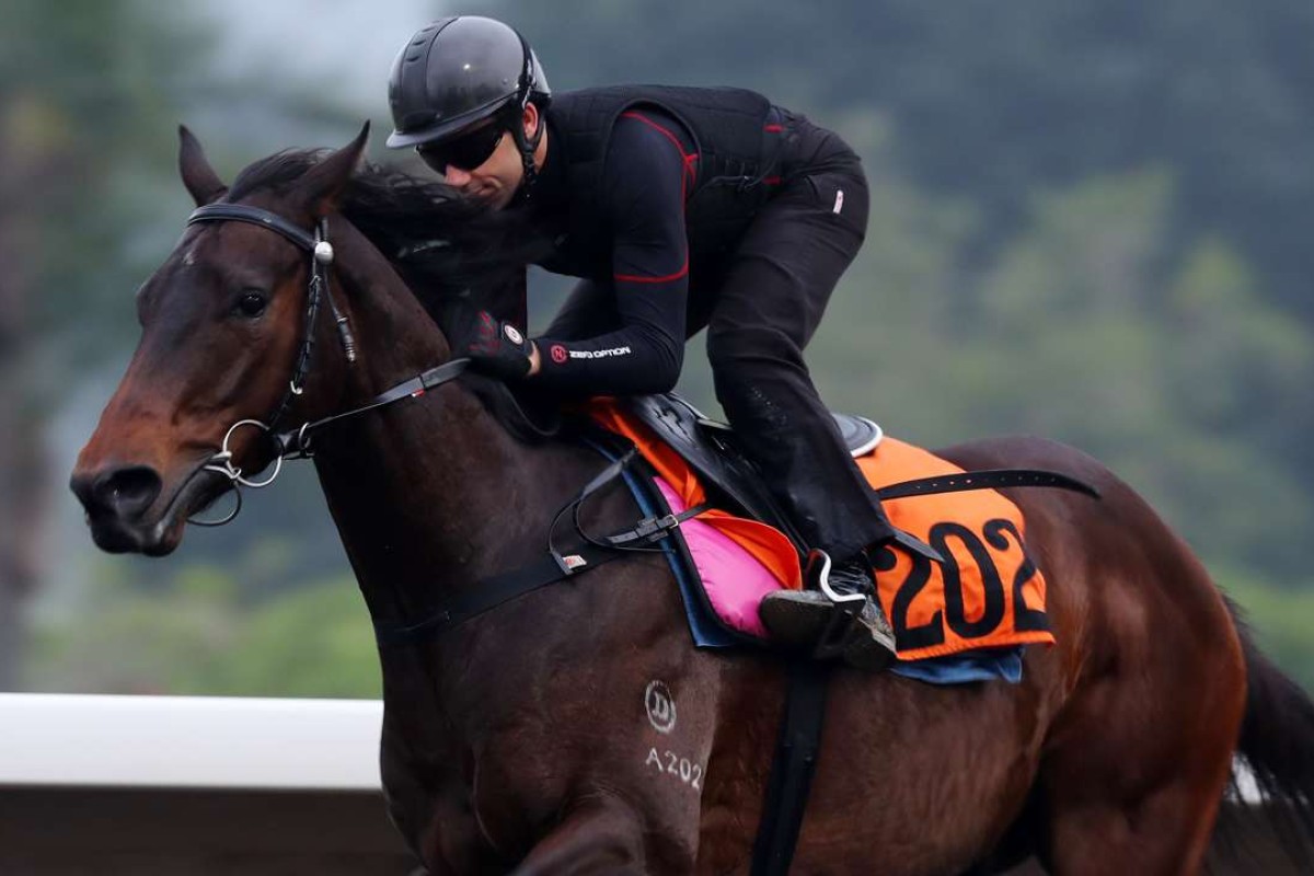 Brett Prebble gallops Amazing at Sha Tin. Photos: Kenneth Chan